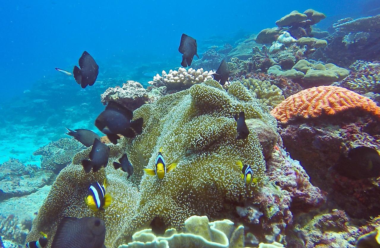 Puri Asu Resort Palau Asu Esterno foto